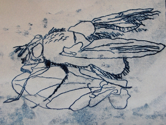 Fly (after Robert Hooke)